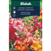 Løvemund 'Frosted Flames'